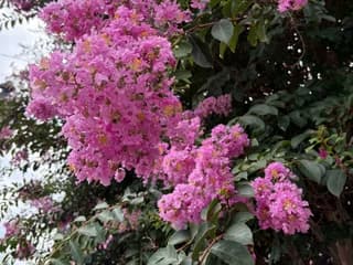 WebCAM of ladyred1ove